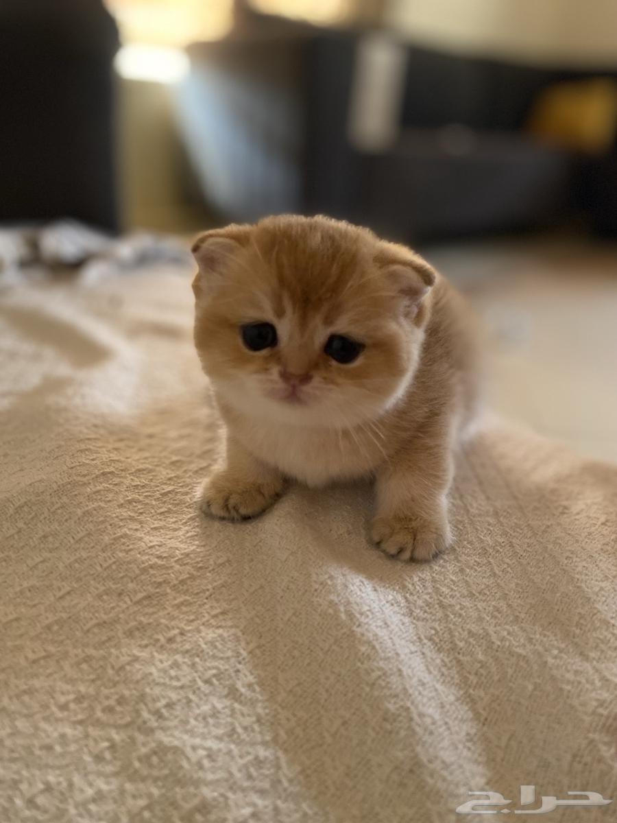 Scotch Gold Fold64495638265730113