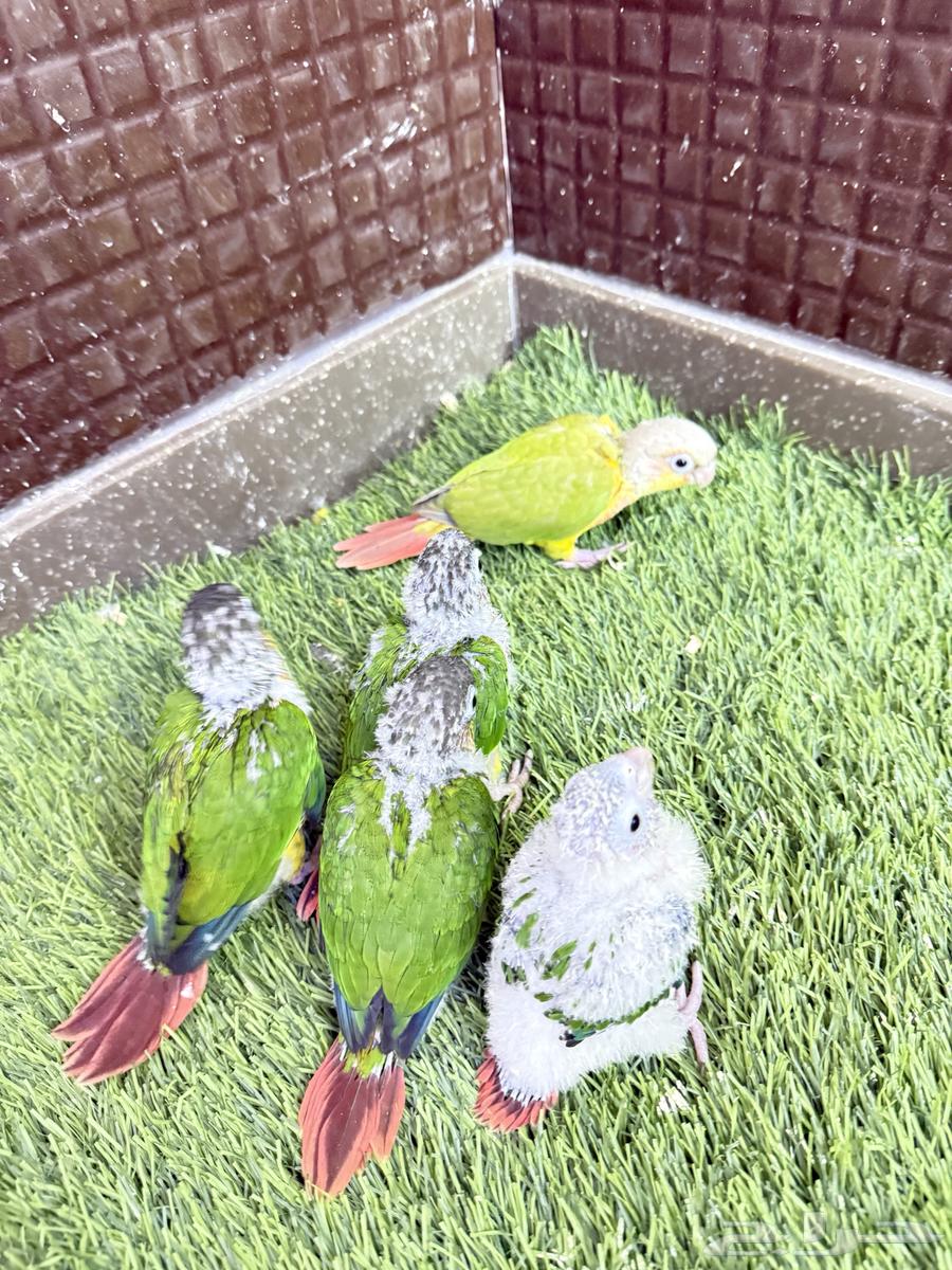 Froukh Keniour64499297884929111