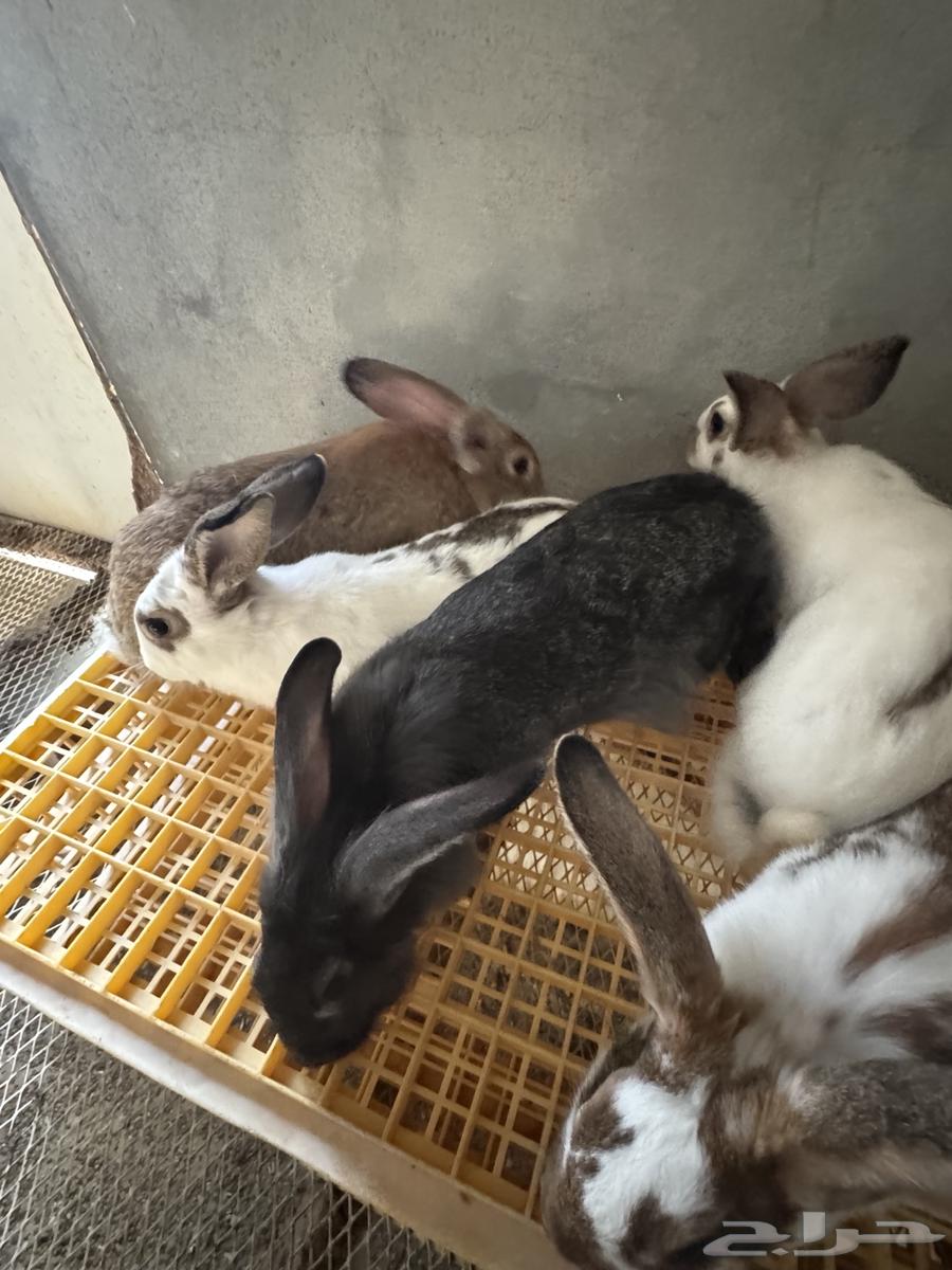 Rabbit does for sale64498145461889111