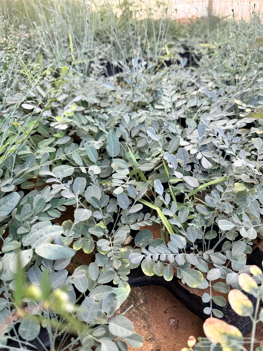 عرض على شتلات المورنقا العربي( اليسر - اللبان العربي)64499521704321110