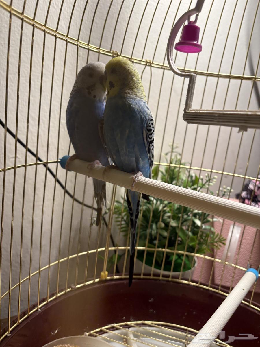 جوز عصافير بادجي الحب64502377830401111