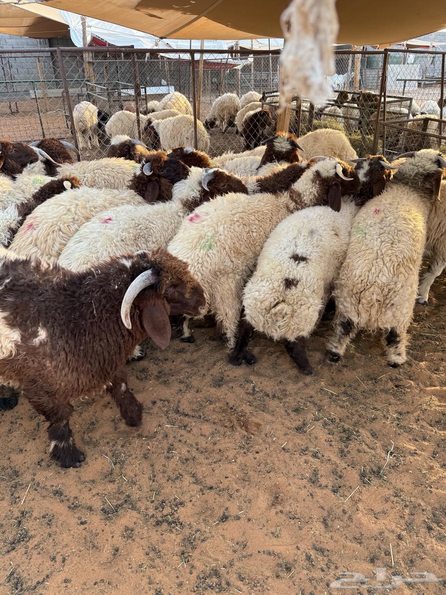 Naaimi local and Tamara available 100 reviews64501620177025113