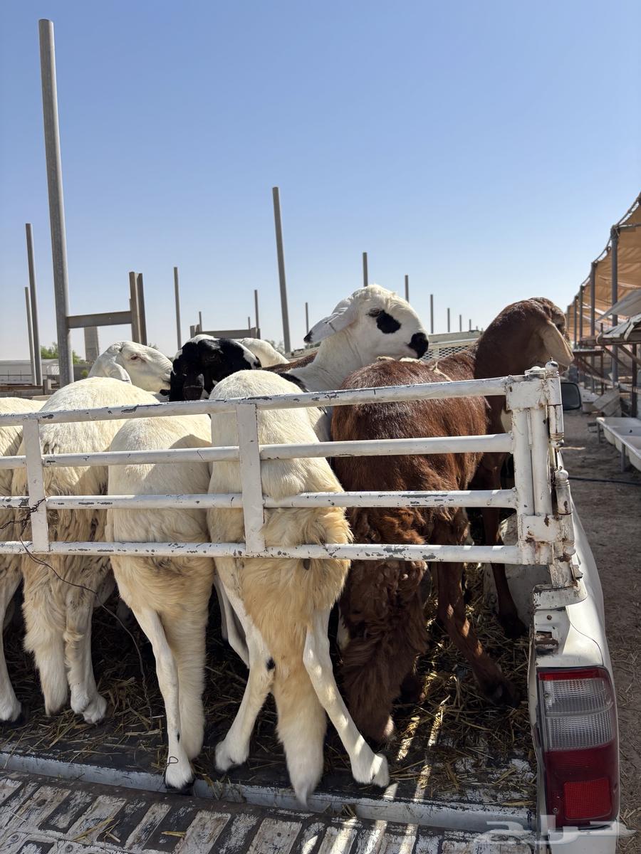 خرفان سواكن تربيه ميه بالميه64497703468545111