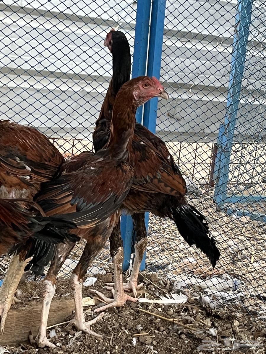 فروخ سندي صافيه64502152453377112