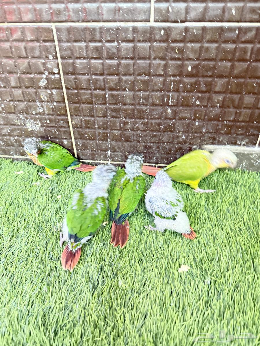 Froukh Keniour64499297884929112