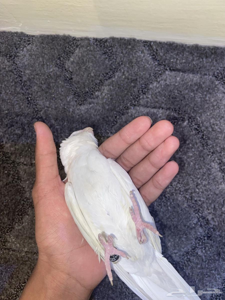 Albino Crow64498354562433114