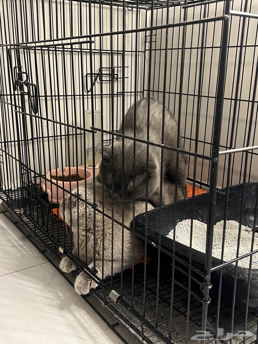 Scotch Fold Breeding Cats64501409249666114