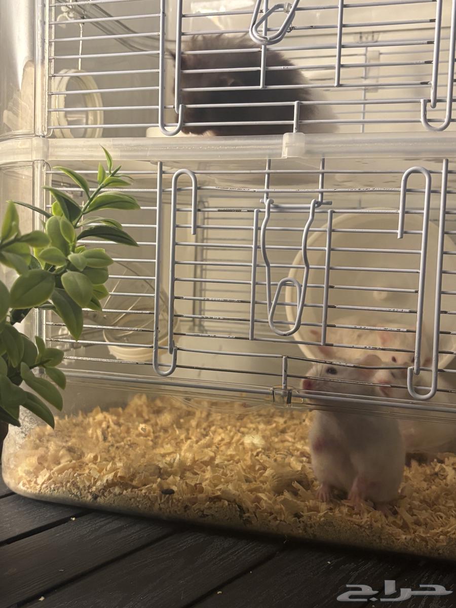 هاميستر للتواصل واتس اب64502060225026111