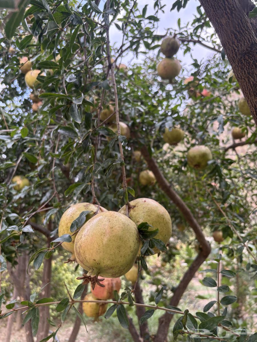 رمان طبيعي للبيع64500435700483114