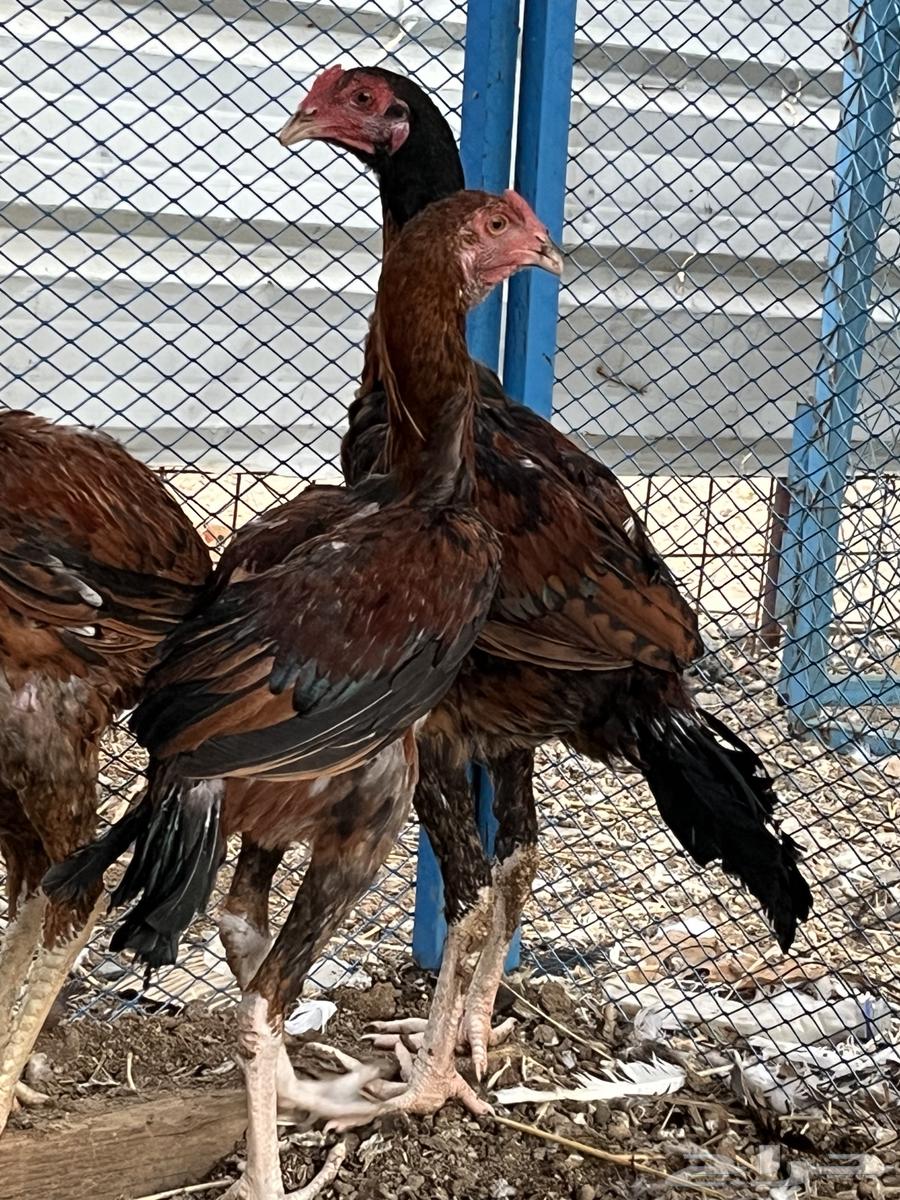 فروخ سندي صافيه64502152453377111