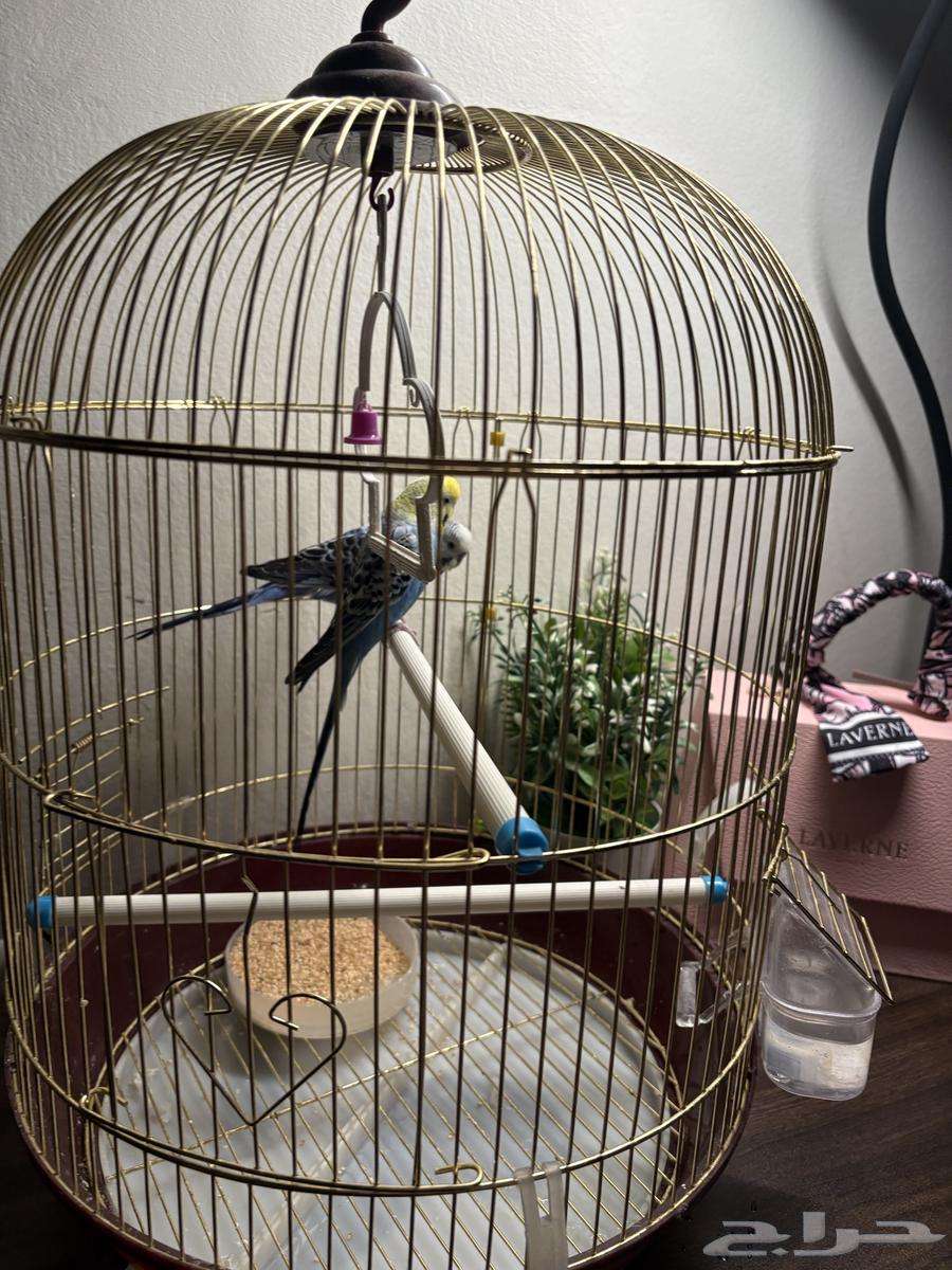 جوز عصافير بادجي الحب64502377830401113