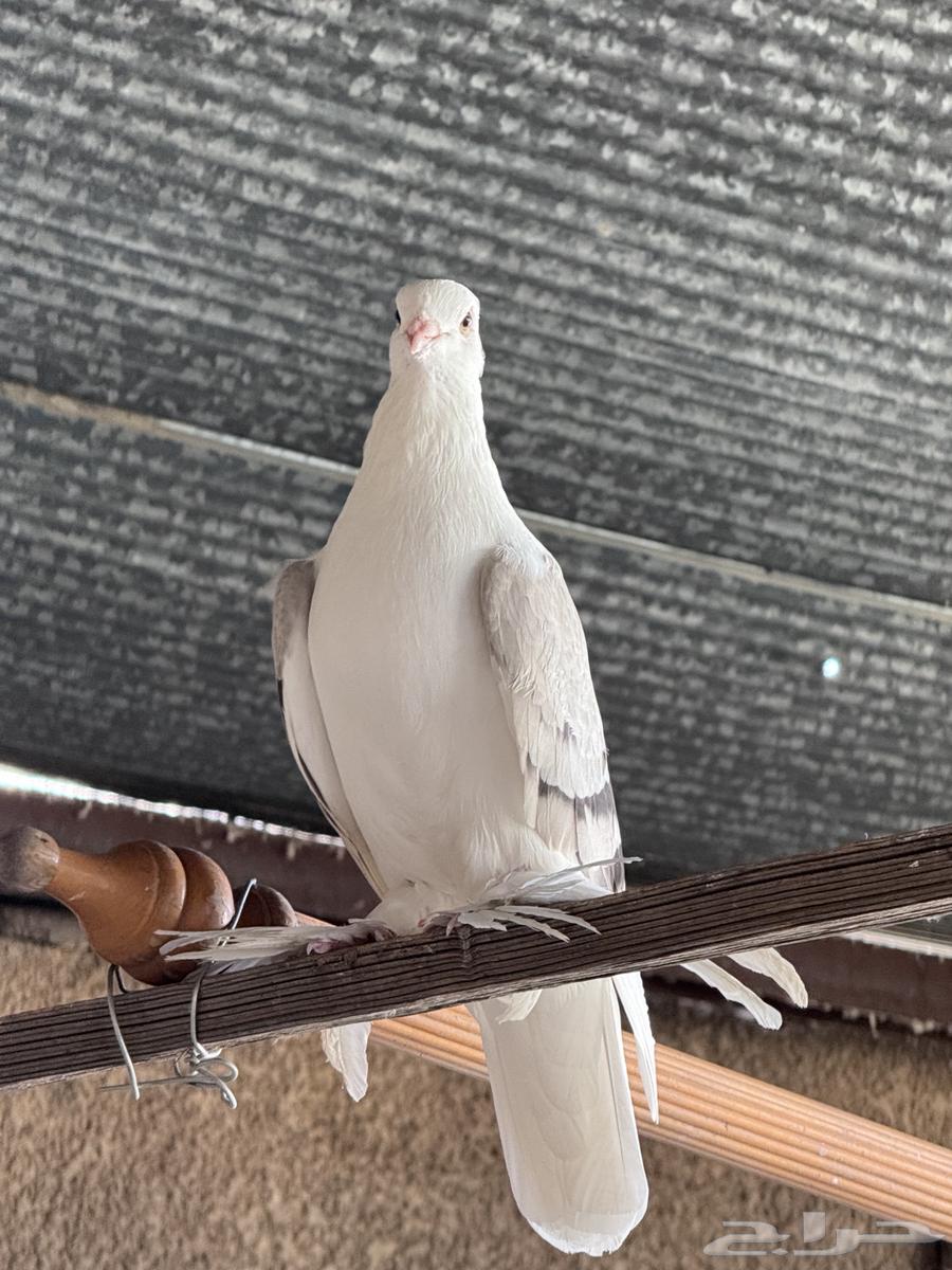 للبيع حمام ايراني64497290067073112