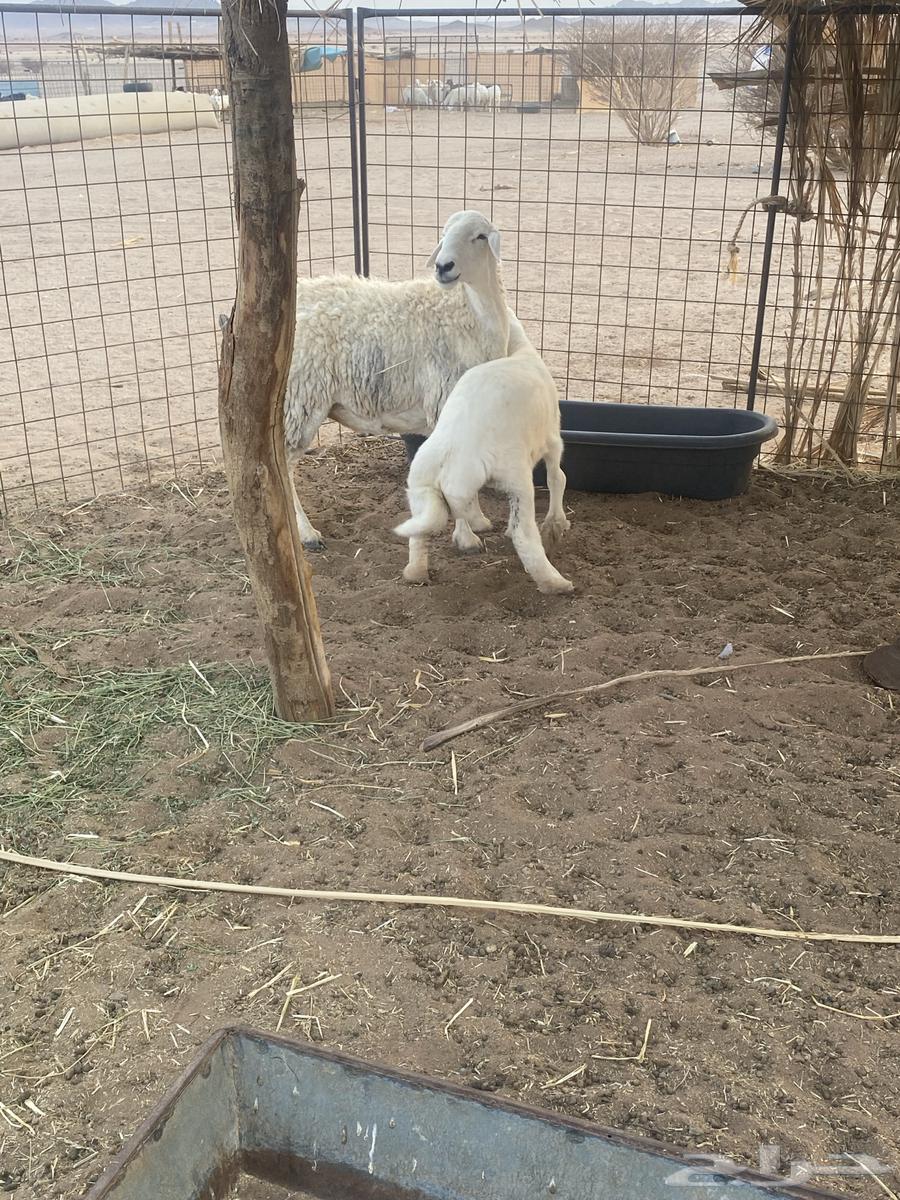 Huge freedom and a 3-month-old lamb, location Al-Hanakia64499994920450112