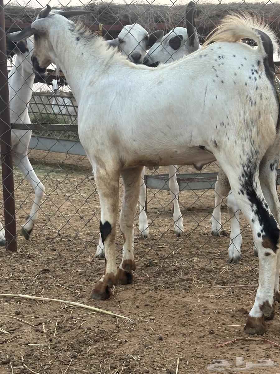 تيس بيشي العمر 7 شهور ابو التيس المعنق بن هديان64497675676675114