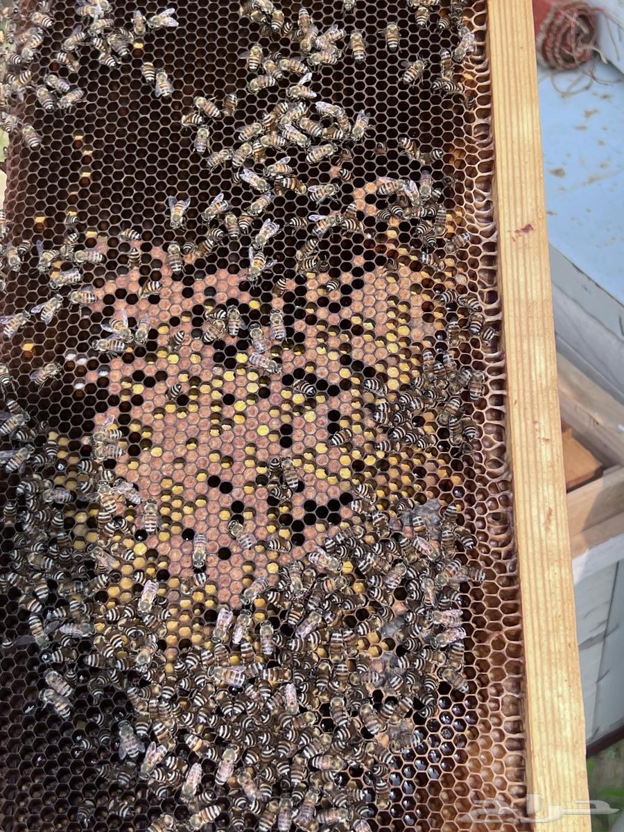 نحل افرنجي بلدي64500339987073112