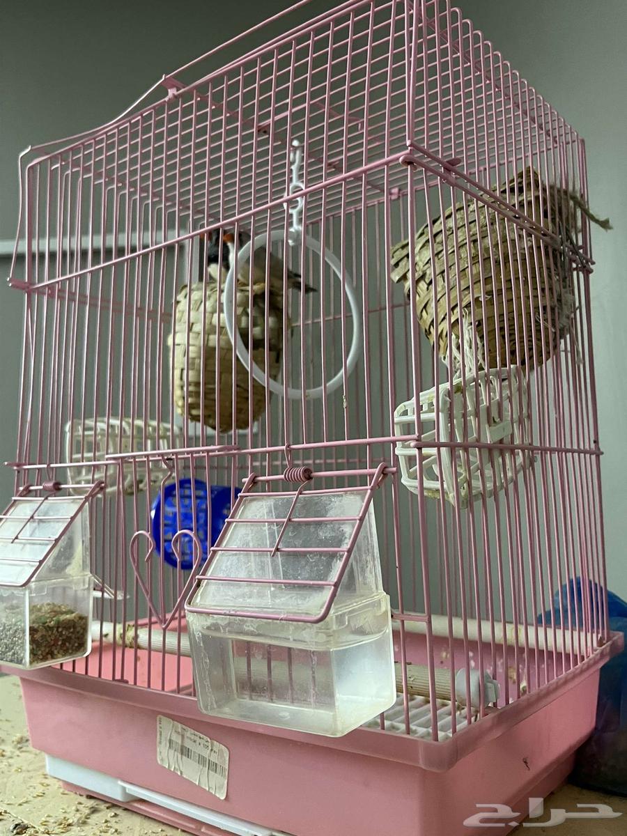 عصافير للبيع مع اغراضه64496118860547110