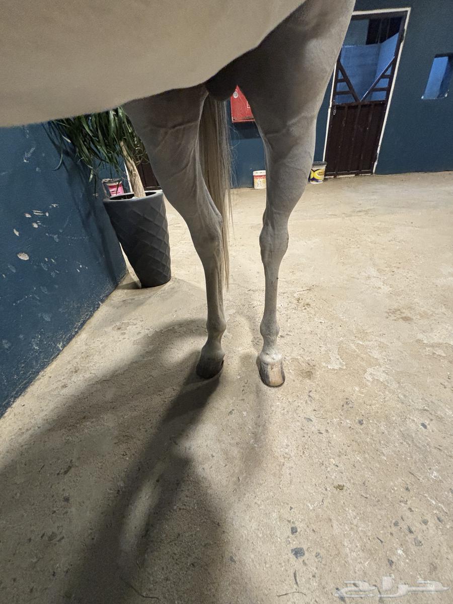 الخيل شعبي شيخخ64501830016131113