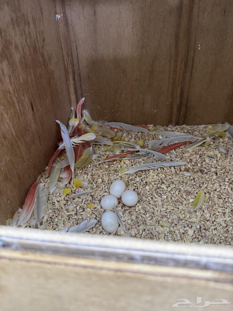 جوز صن شك تم البيع خارج الموقع64496516332547114