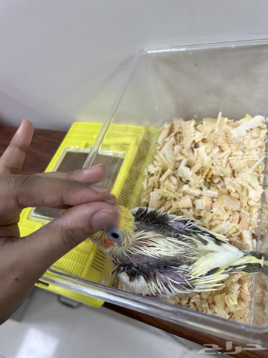 فروخ كروان هاف بايد ( تم البيع )64498826078595110