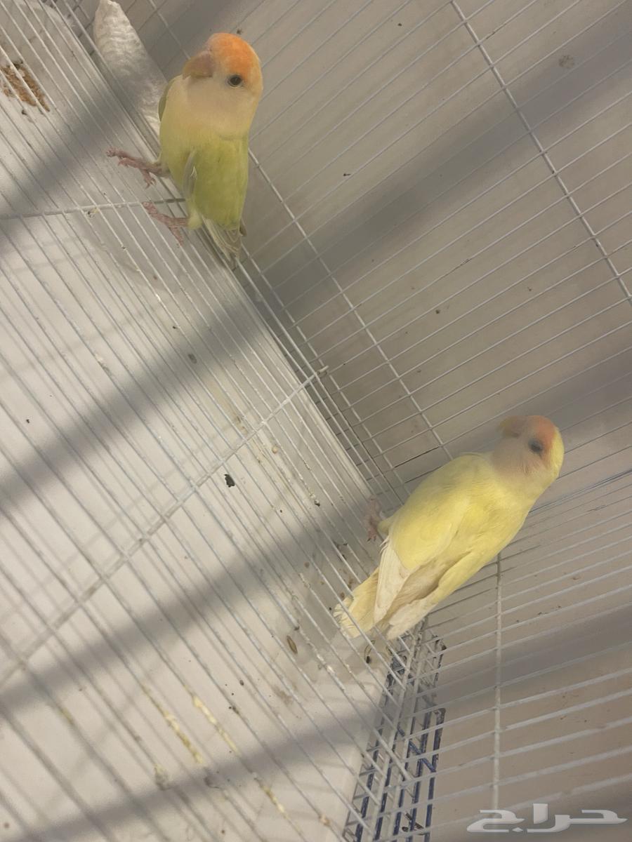 جوز روز منتج64498924129666111