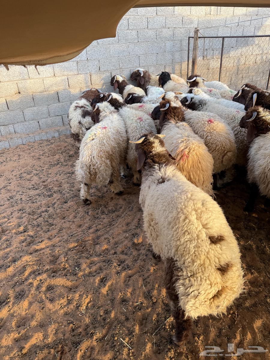 Naaimi local and Tamara available 100 reviews64501620177025114