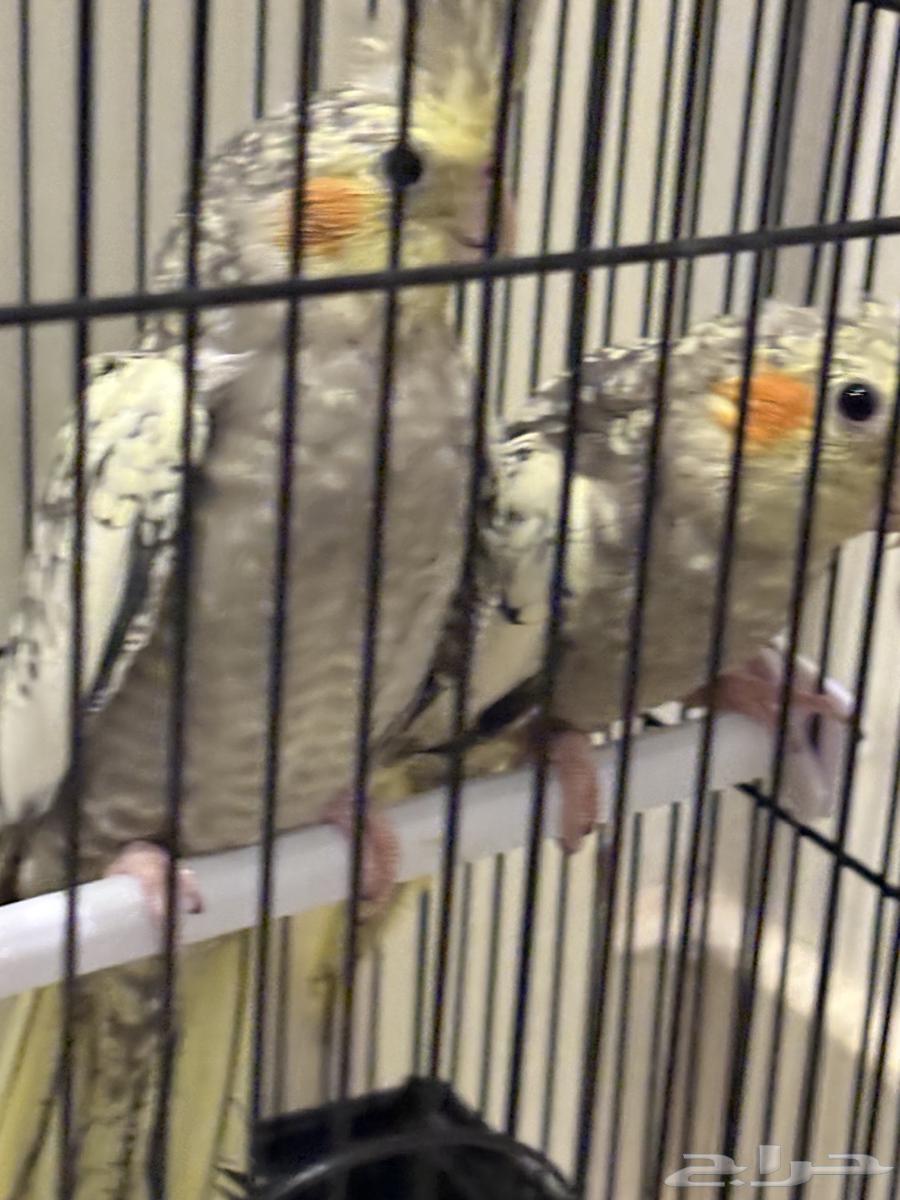 زوج كروان للبيع64498618987010110