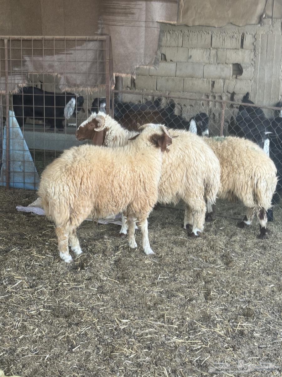 خرفان نعيم فاخر64499131922178110