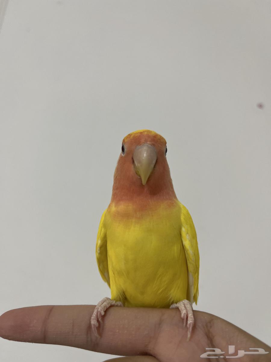 روز أليف هدد مزاجي64501063369602114