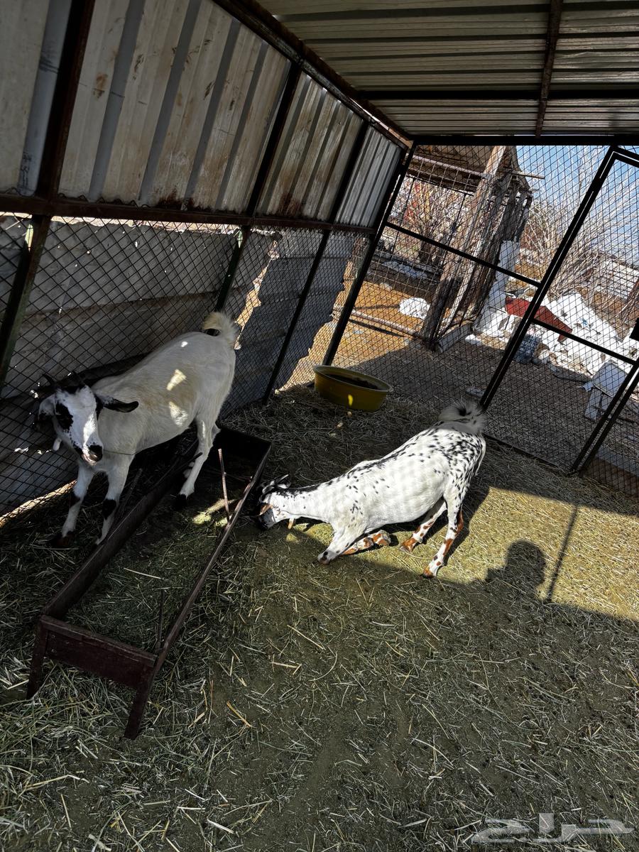 ماعز بيشي للبيع64497207286787110