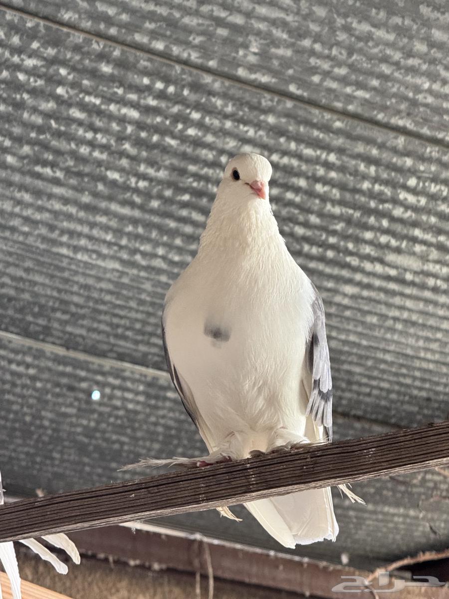 للبيع حمام ايراني64497290067073113