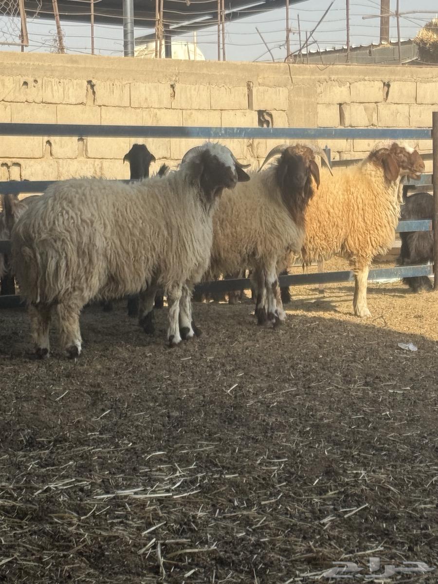 خرفان نعيم فاخر64499131922178114