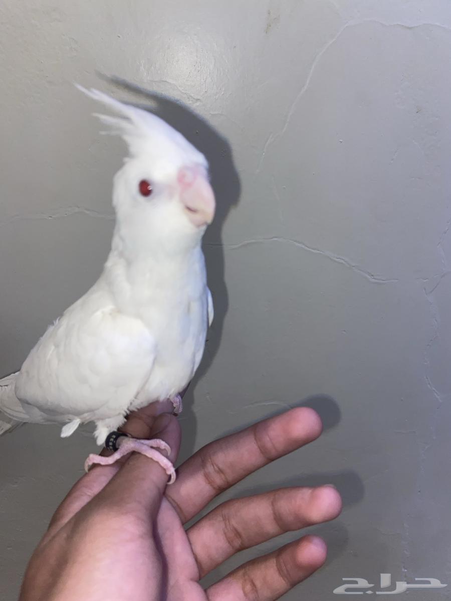 Albino Crow64498354562433110