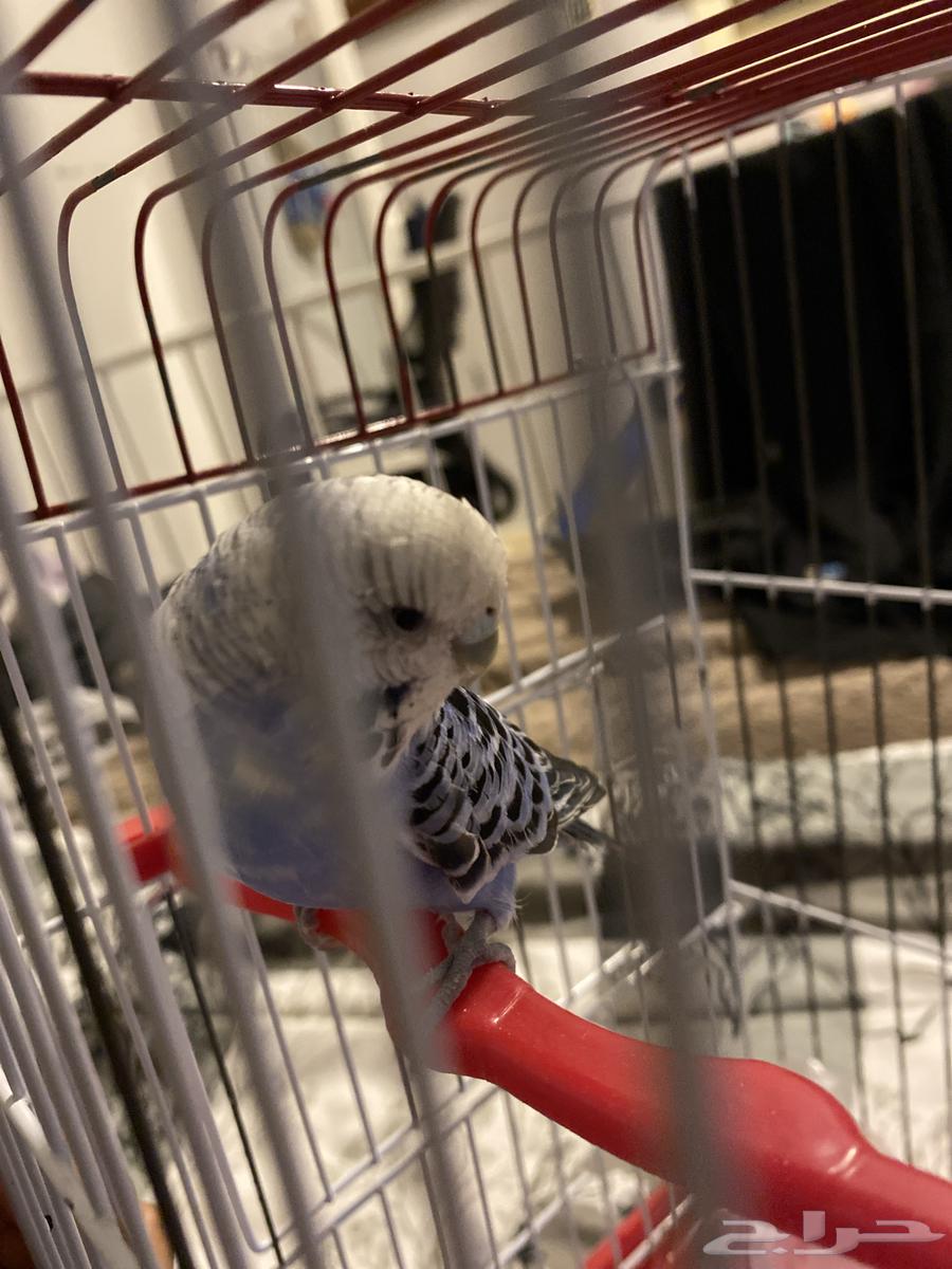 عصفور انثى اليف للبيع64495200309762111