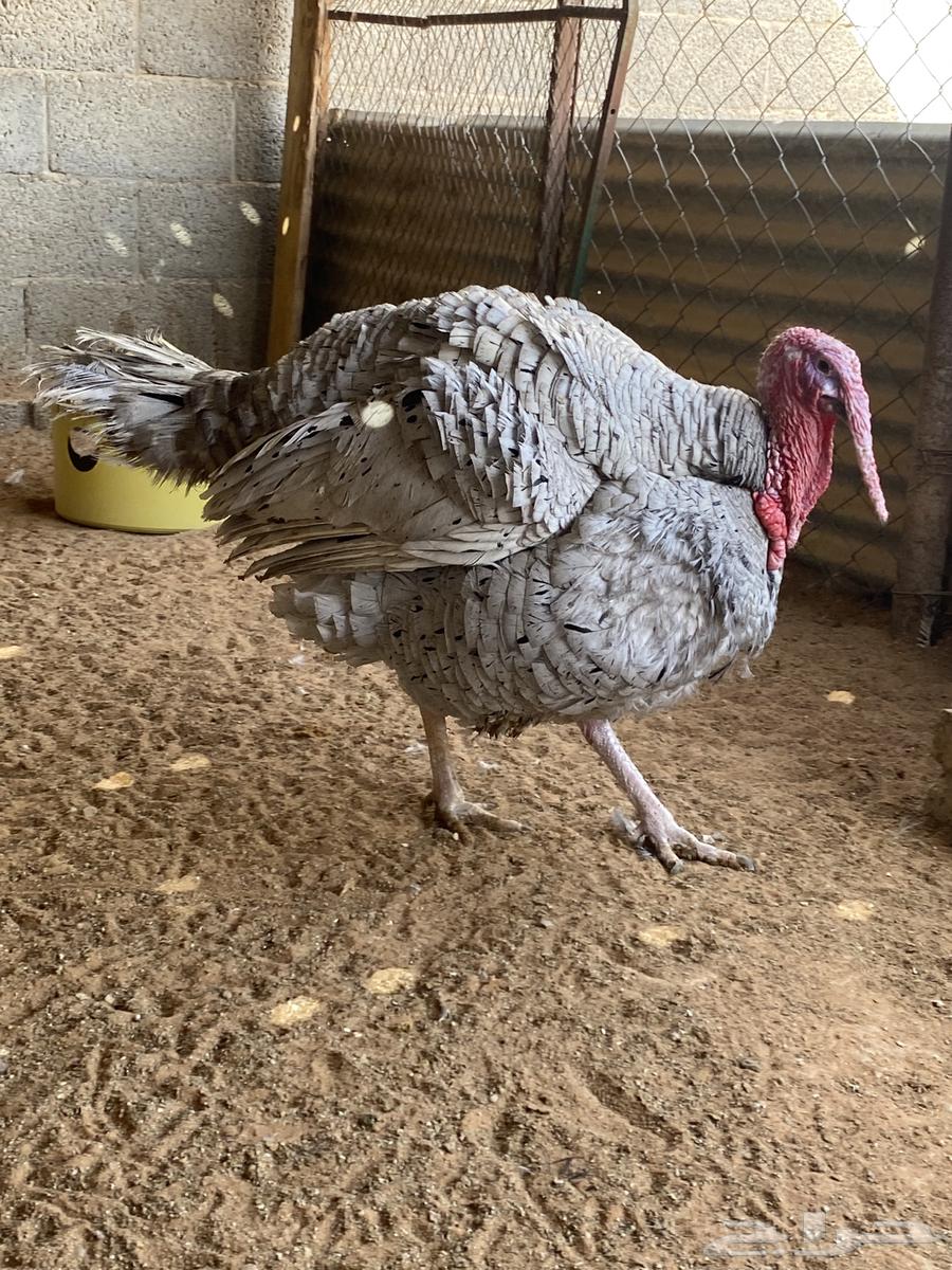 Turkeys available for slaughter64496502373635113
