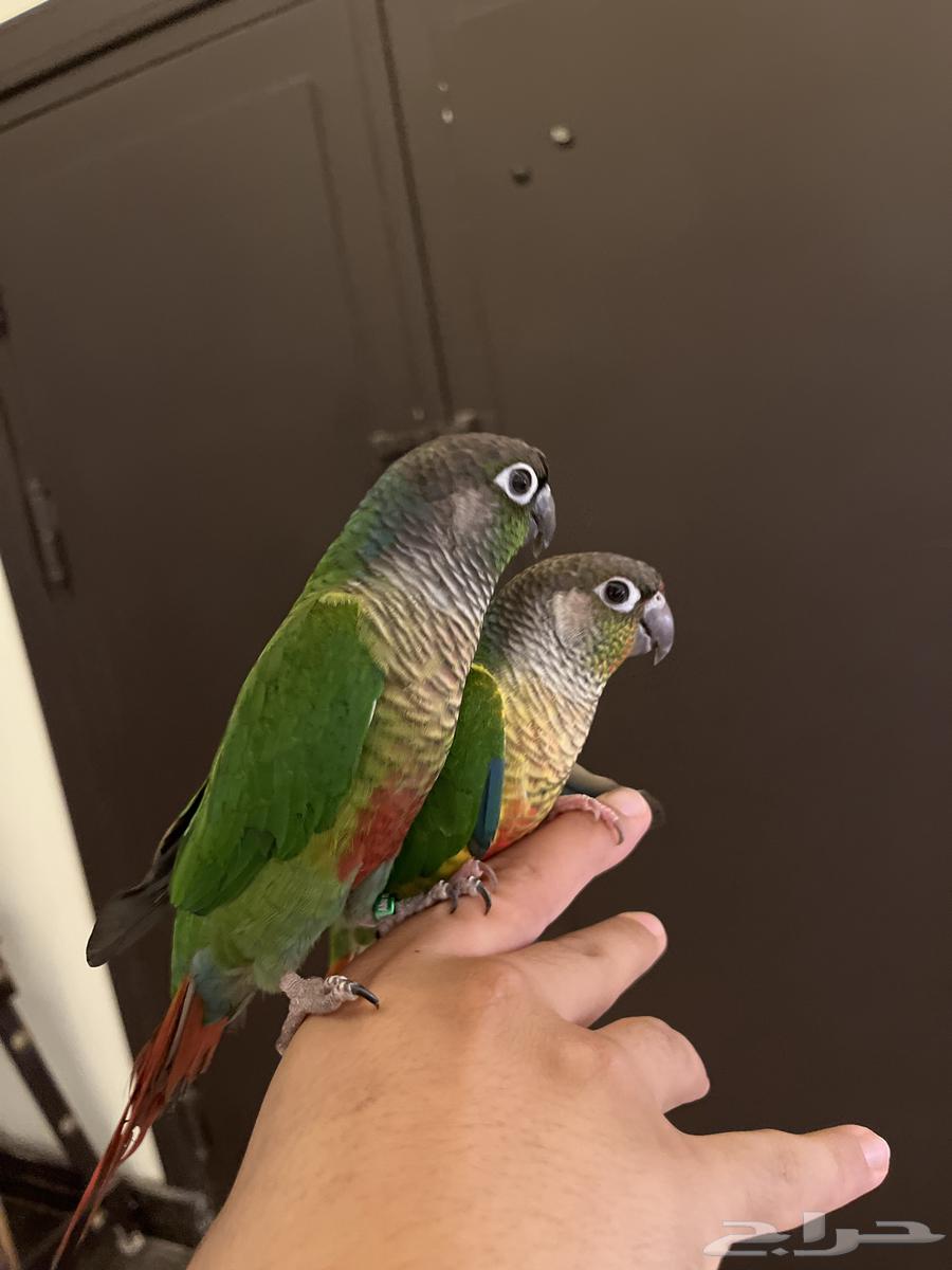 تم البيع ببغاء كنيور64498495030018110