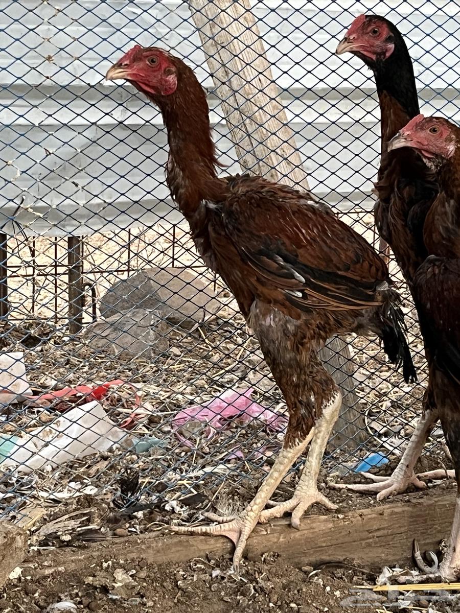 فروخ سندي صافيه64502152453377113