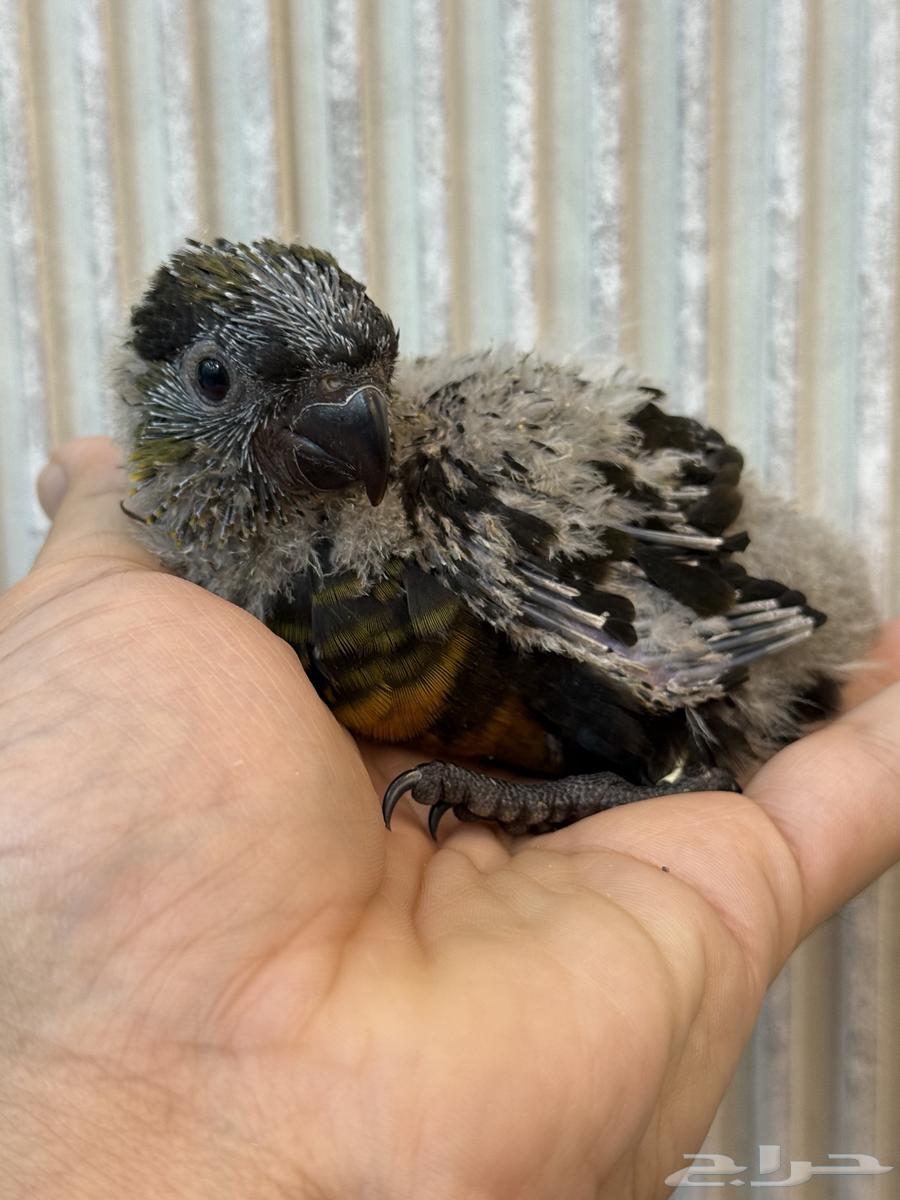 فرخ دوسكي لوري - صن كنيور64502707328386111