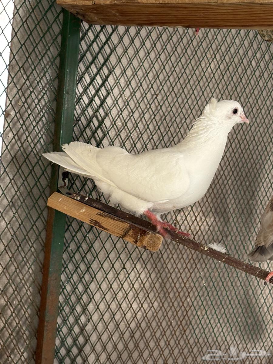 للبيع حم ام هزاز ابيض صافي جوز وذكر64497634500098112