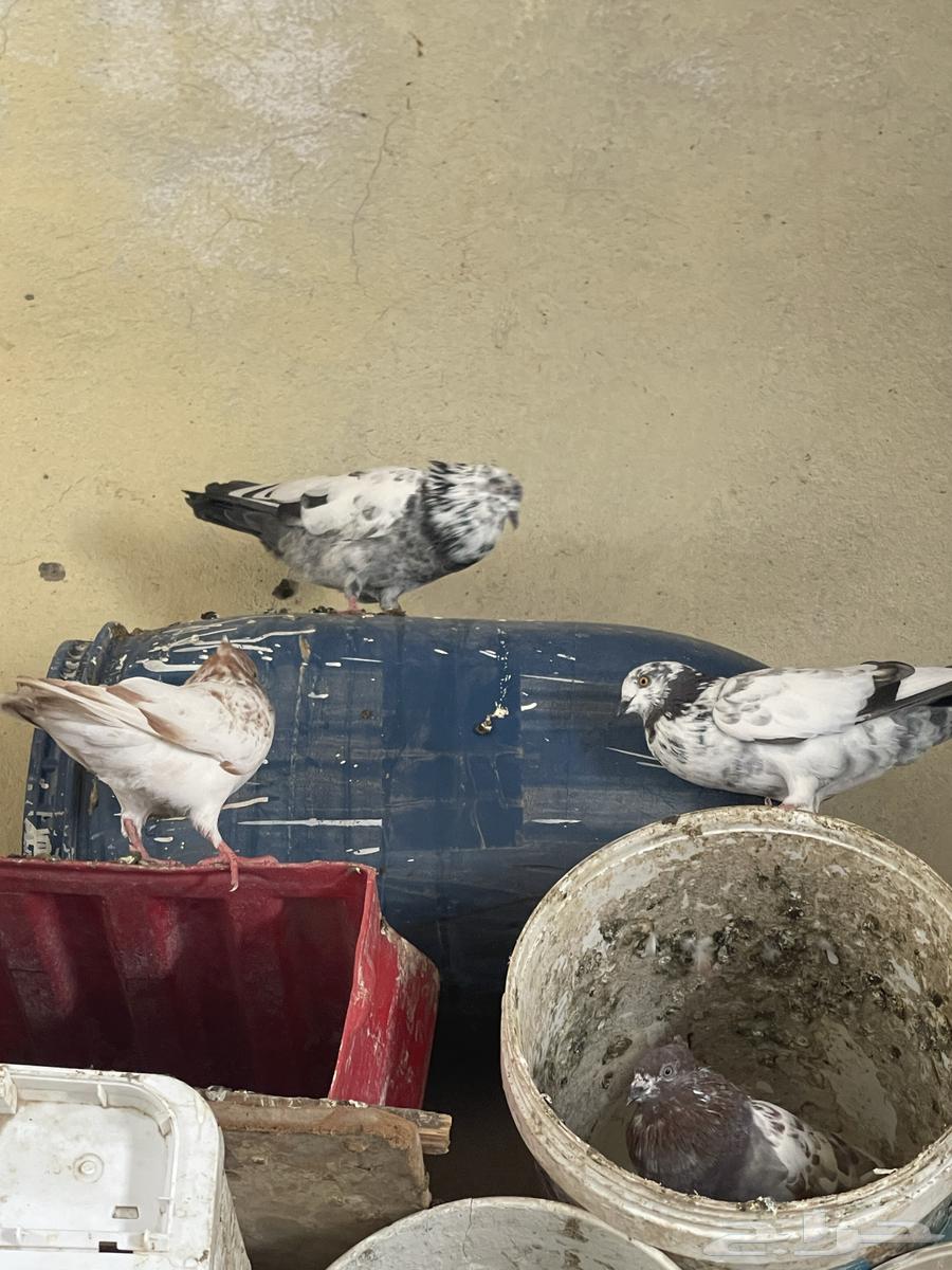 For sale, fancy pigeon64497027463554112