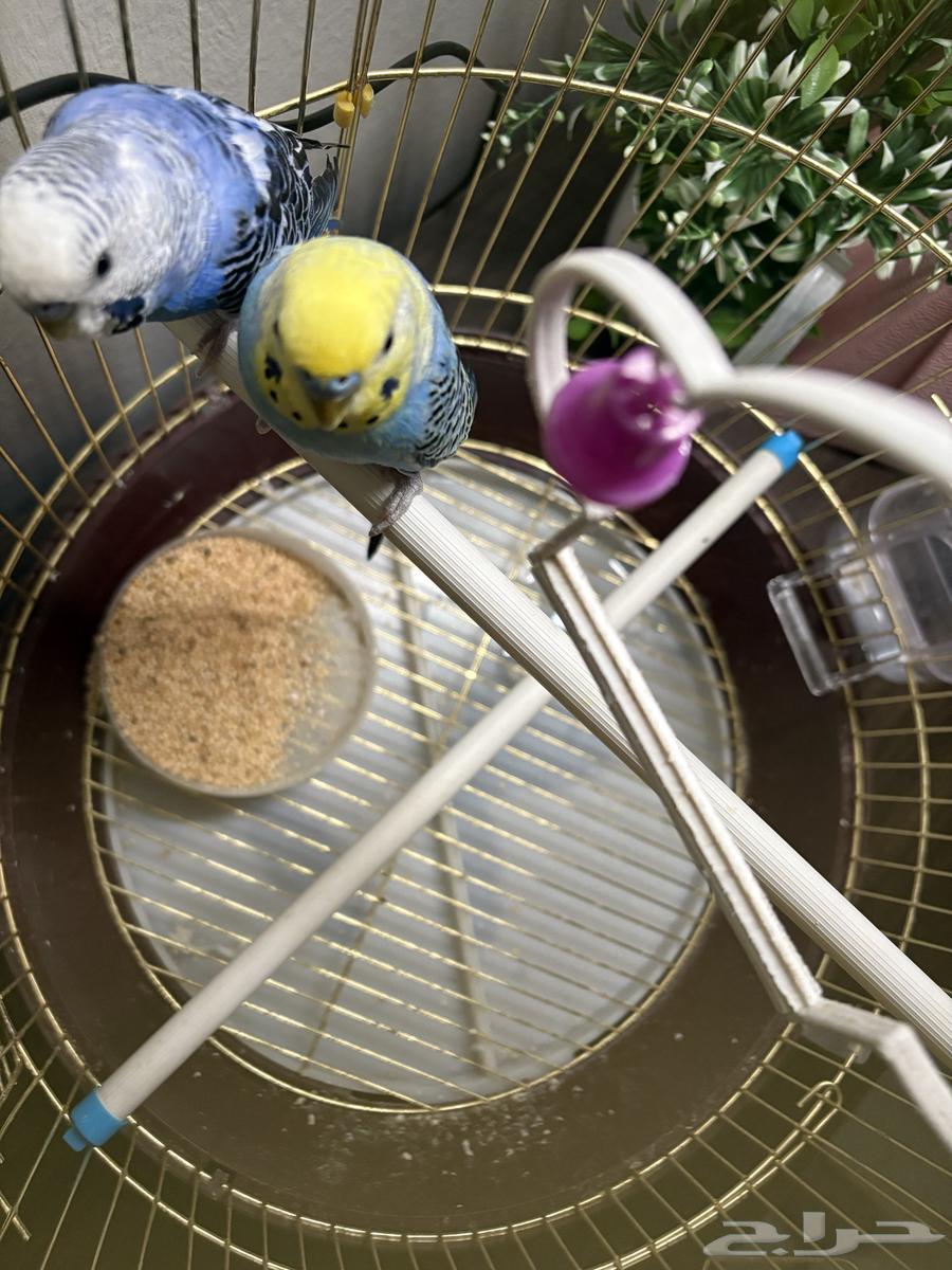 جوز عصافير بادجي الحب64502377830401112