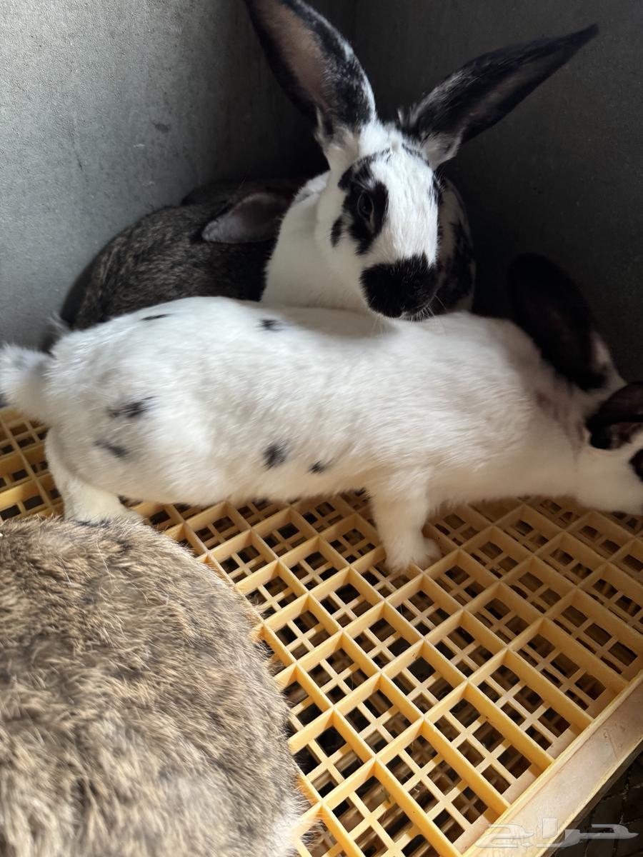 Rabbit does for sale64498145461889113