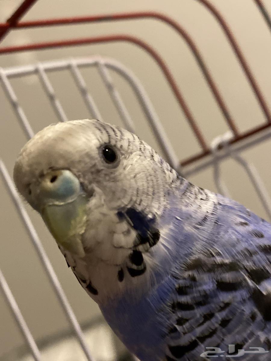 عصفور انثى اليف للبيع64495200309762110