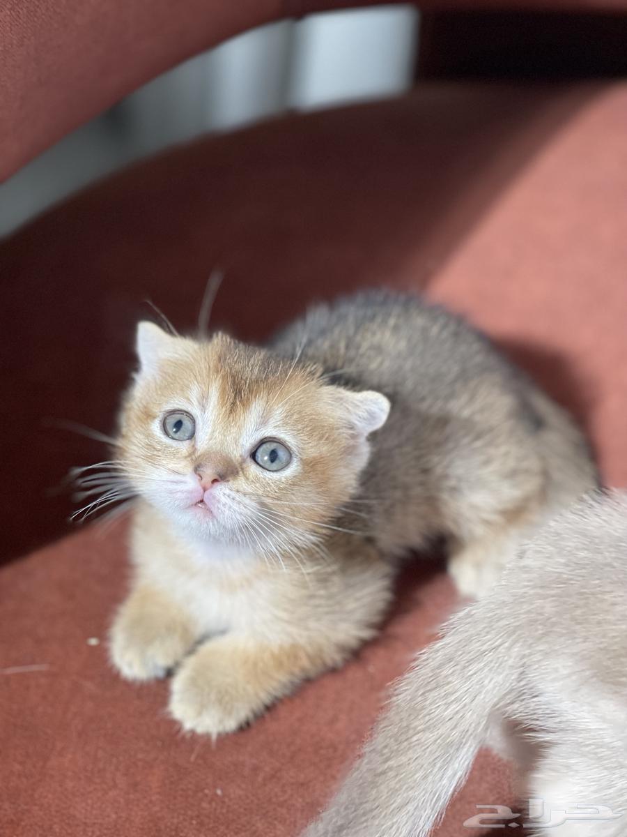 Scottish cats for sale, imported from breeders at a kitten price64501788953730111