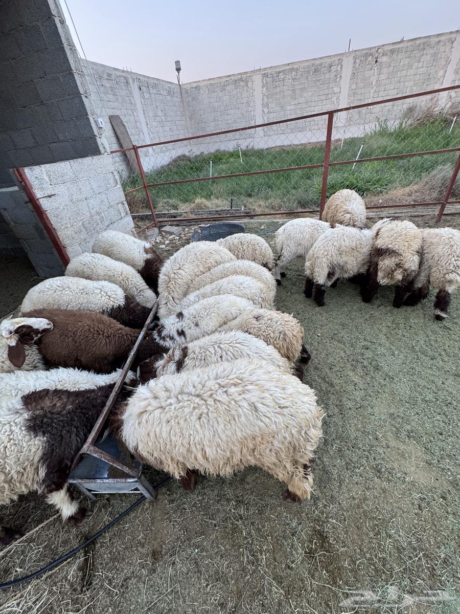 هرافى نعيم ( تفريد )64501104771459110