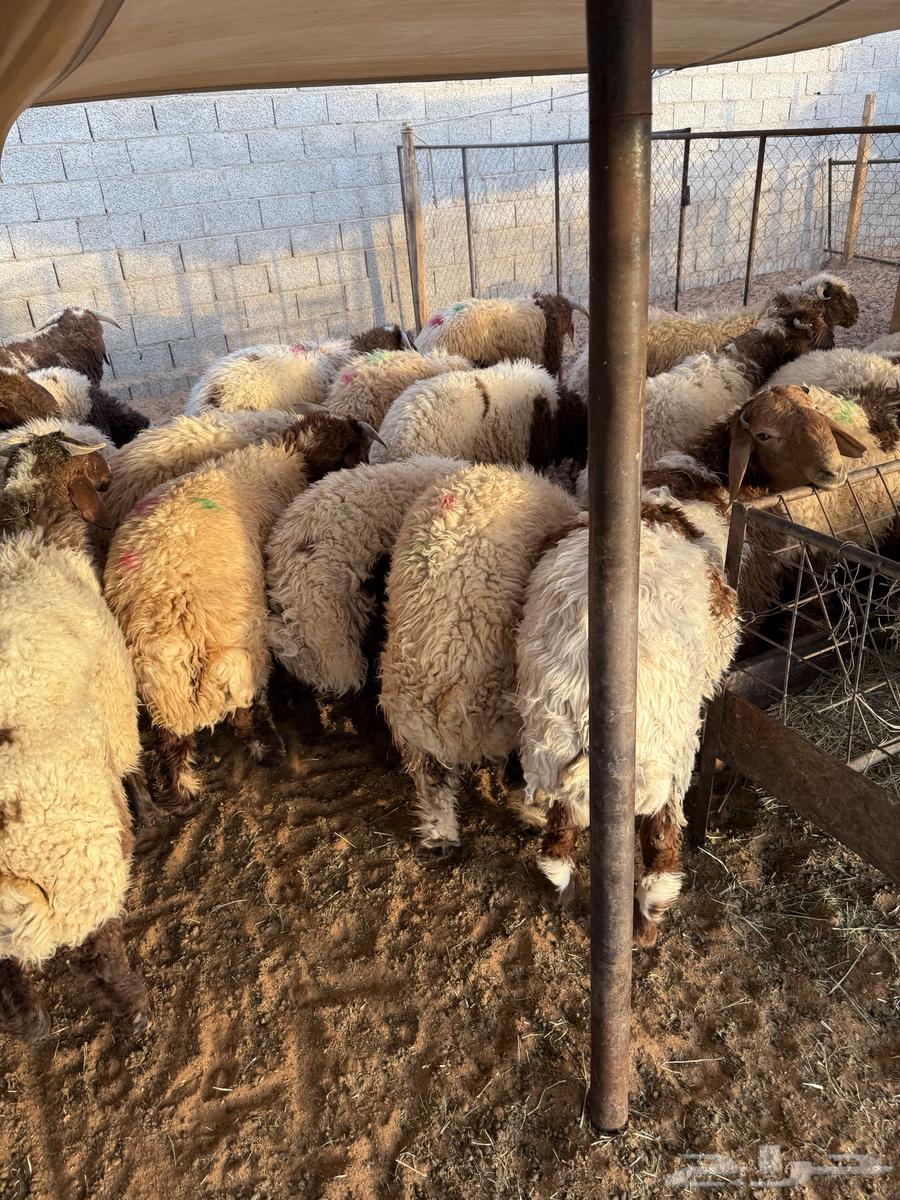 Naaimi local and Tamara available 100 reviews64501620177025110