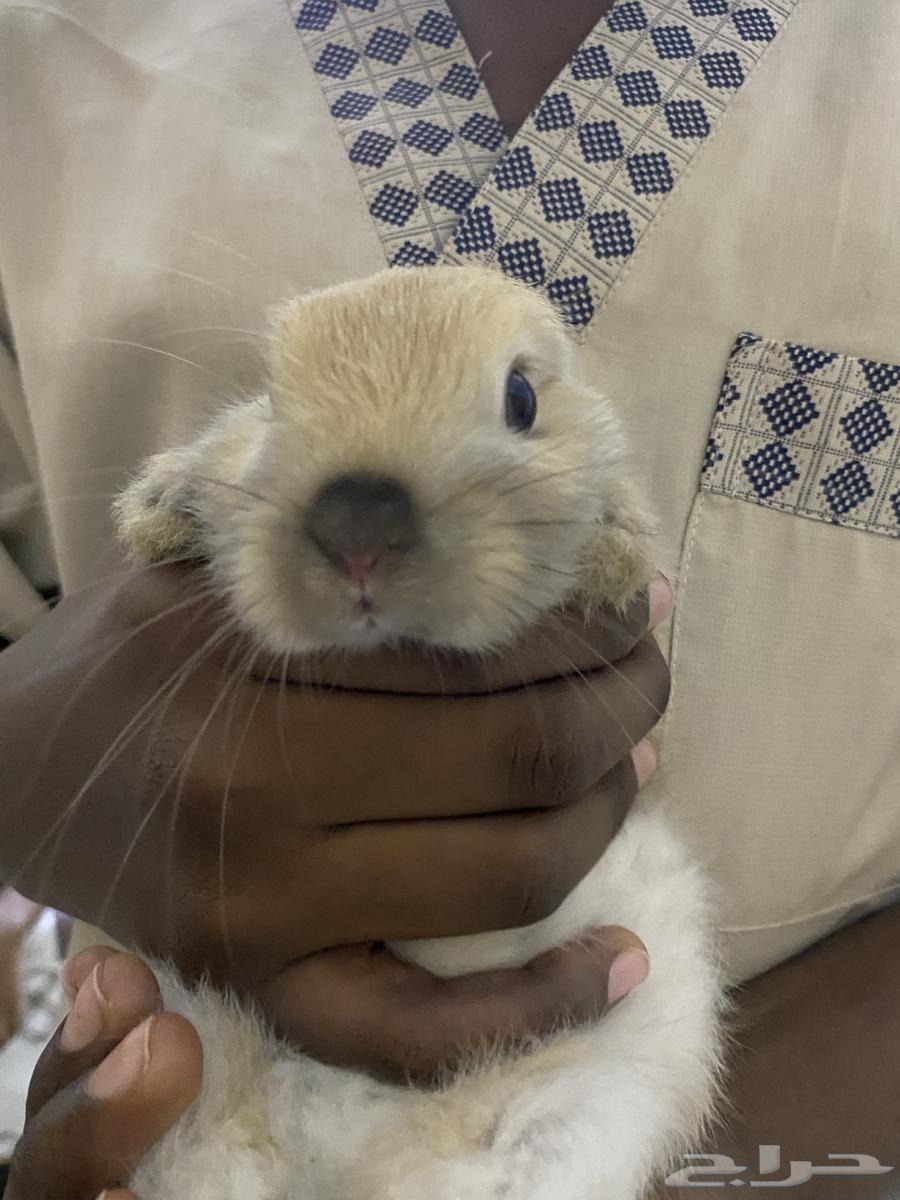 أرنب للبيع64498229412227112