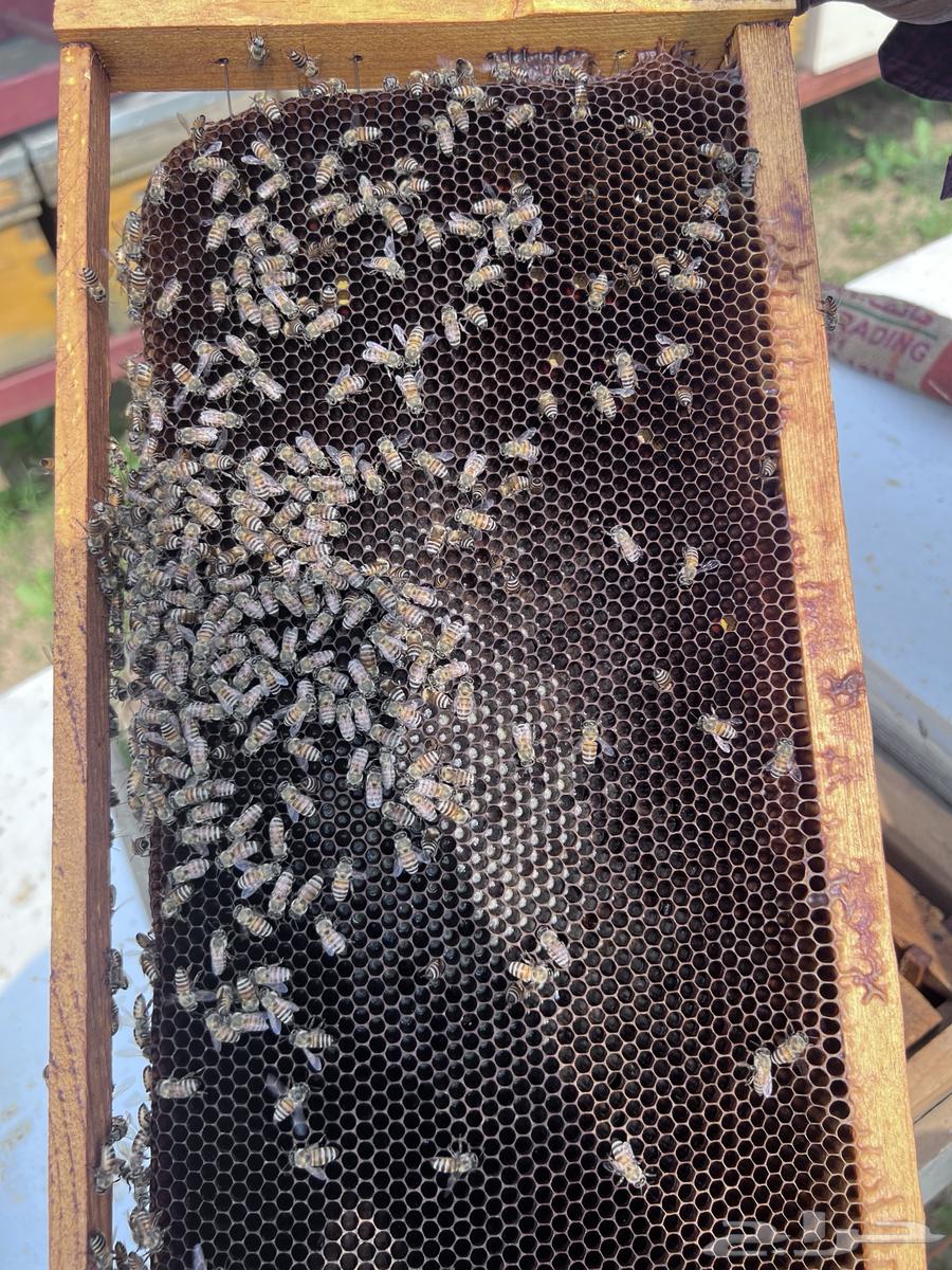 نحل افرنجي بلدي64500339987073113