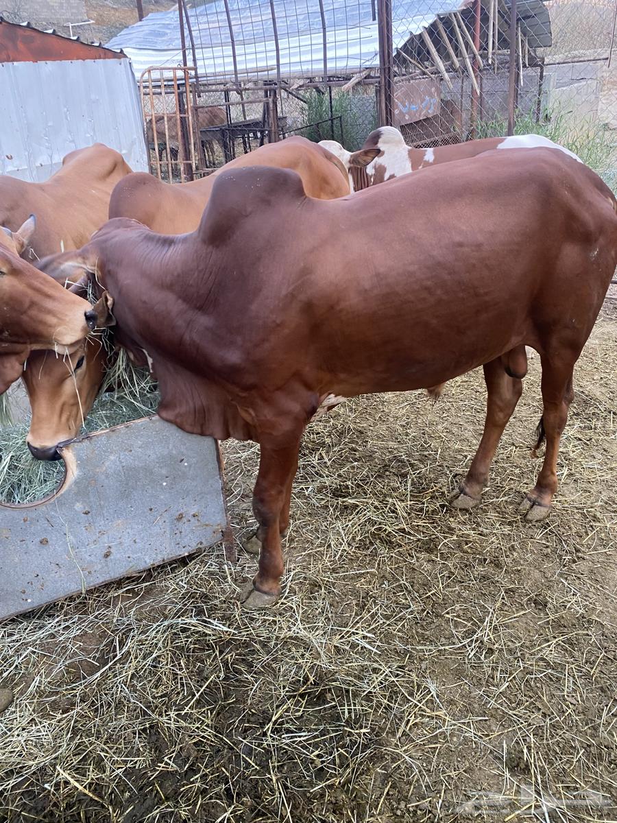 حسلان بلدي للبيع المخواة64500853707906114