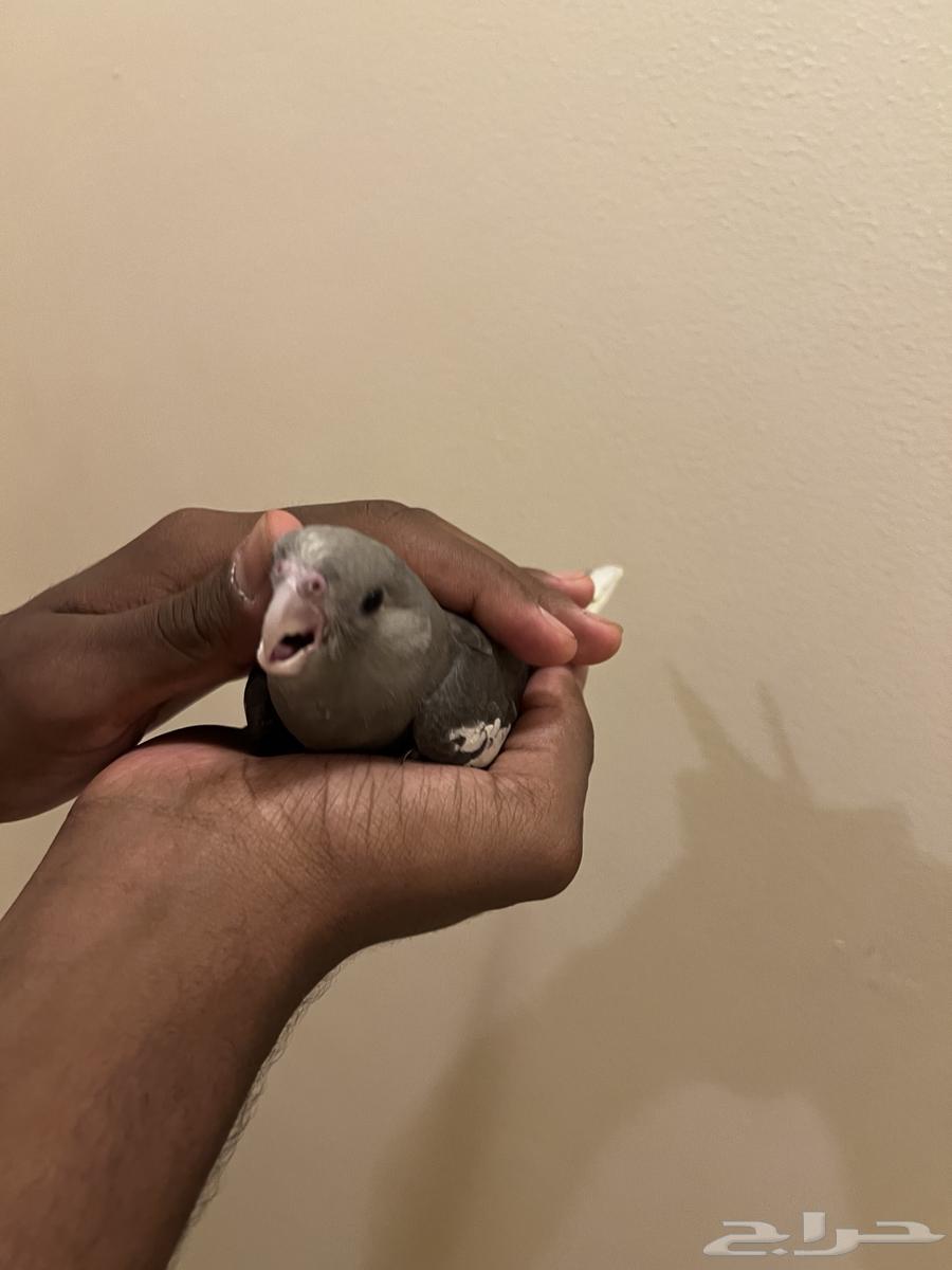 كروان هولندي اليف وهدد64498173201538112