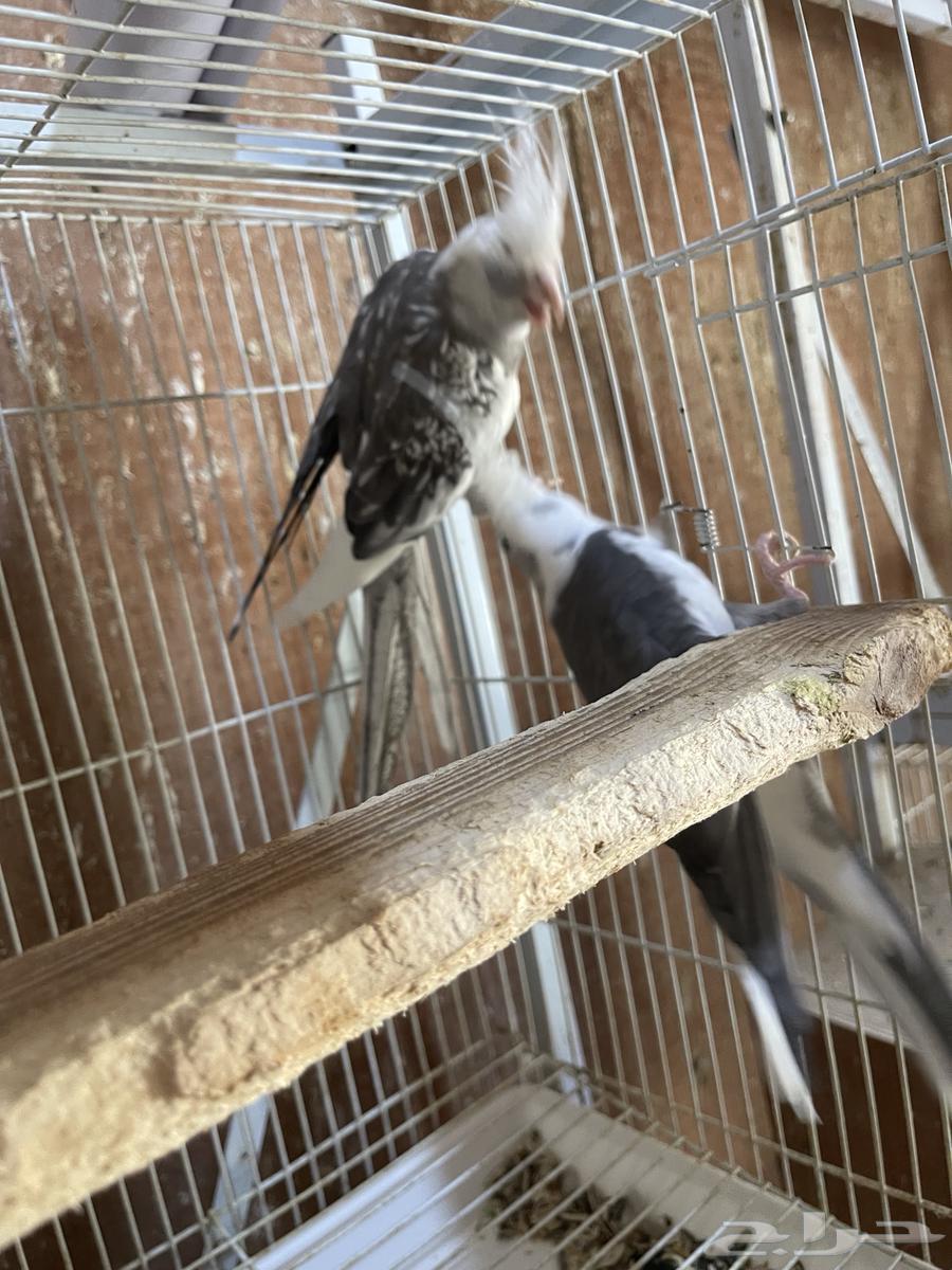 جوزين كروان منتجه64497344873603110